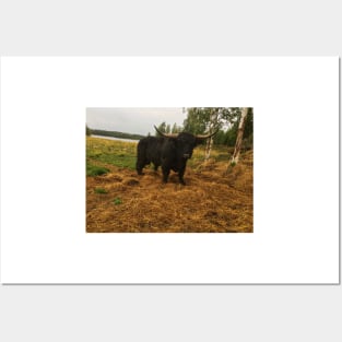 Scottish Highland Cattle Dark Black Bull With Big Horns 2096 Posters and Art